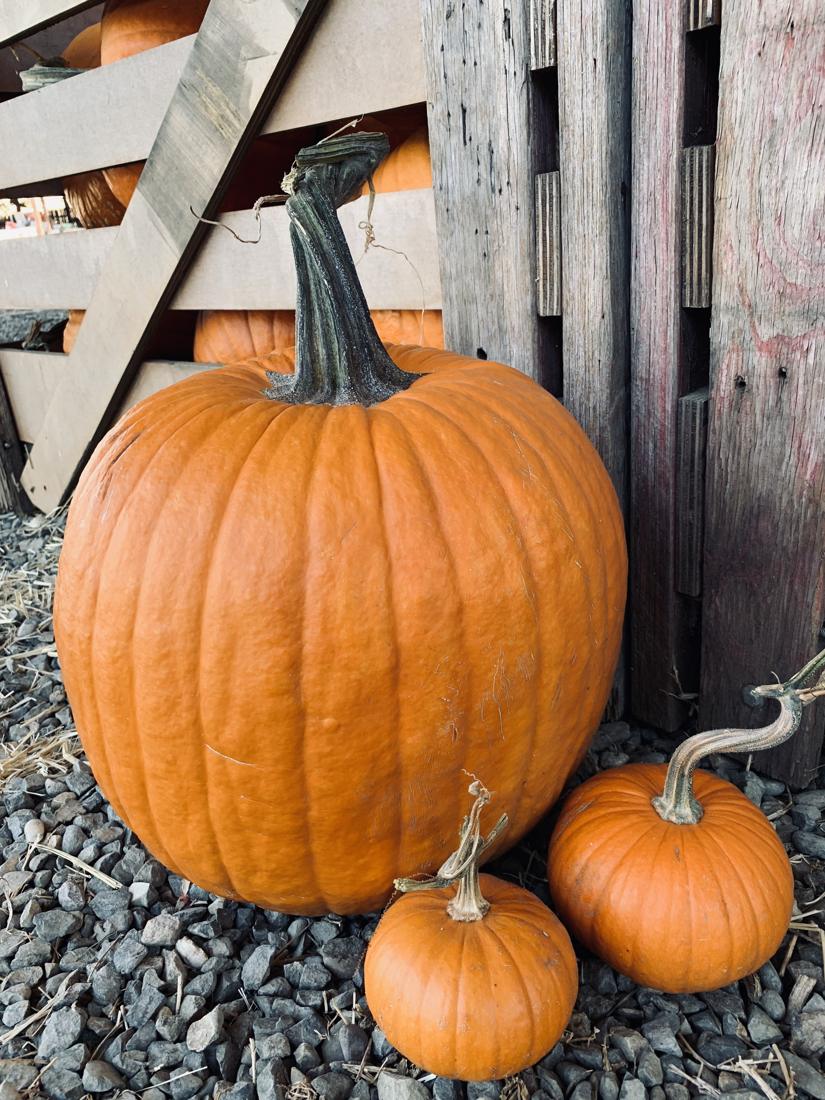 A large orange pumpkin and two small pumpkins beside a weathered wooden crate