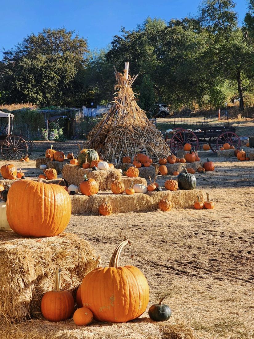 A tall cornstalk teepee surrounded by pumpkins on hay bales and an old red-wheeled wagon
