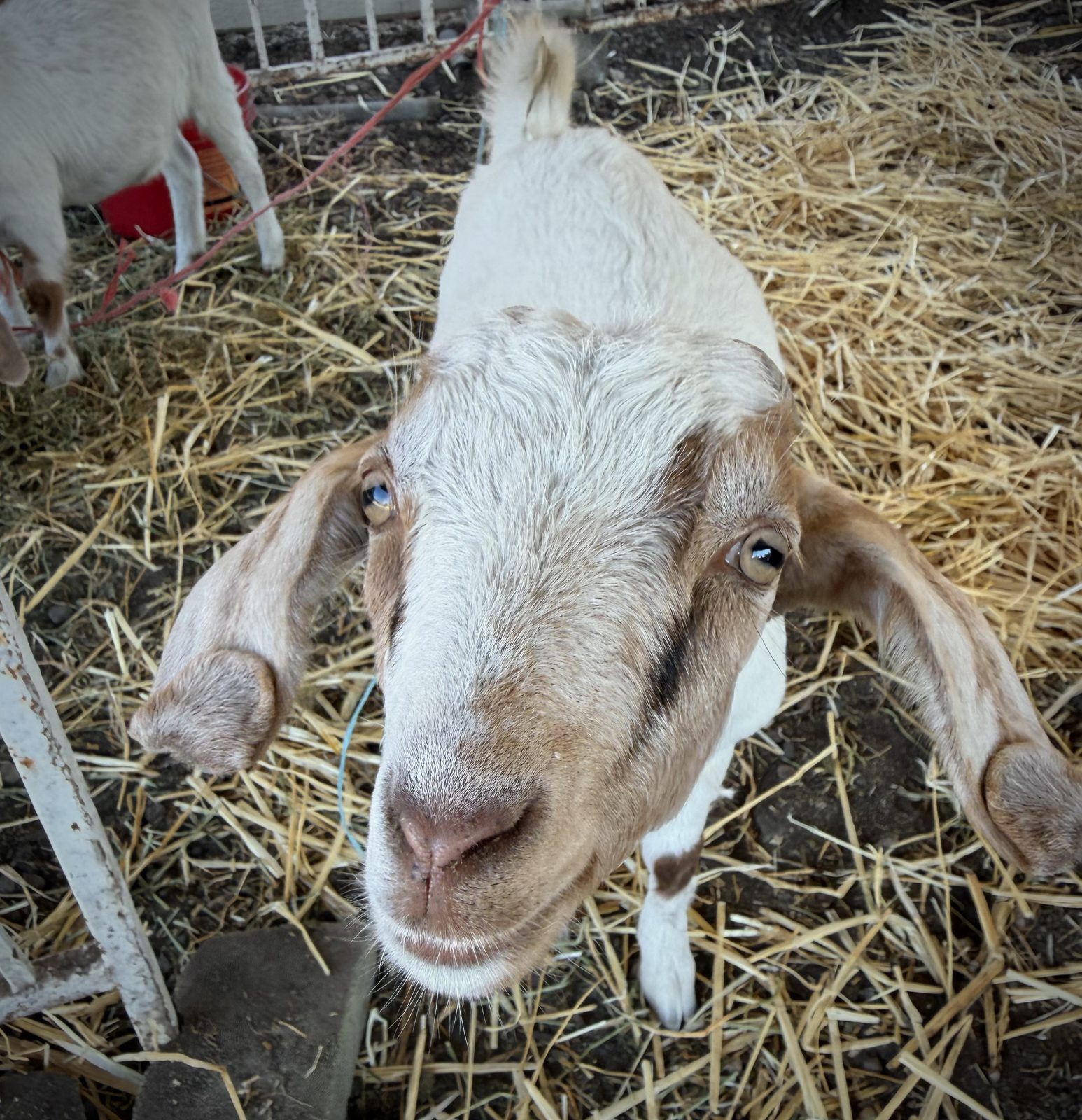 A friendly white and brown goat looking up from a bed of straw