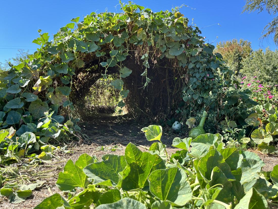 A green tunnel of gourd vines arching over a dirt path