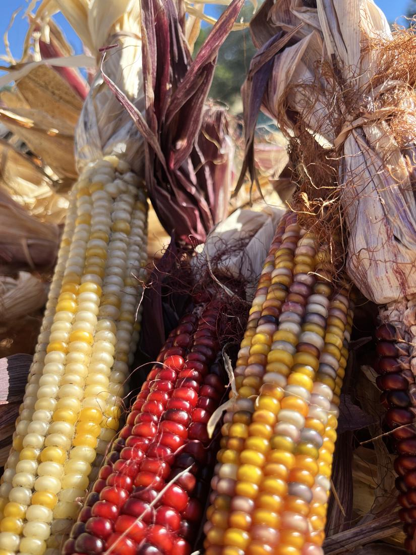 Close-up of red, yellow and multicolored ears of ornamental corn