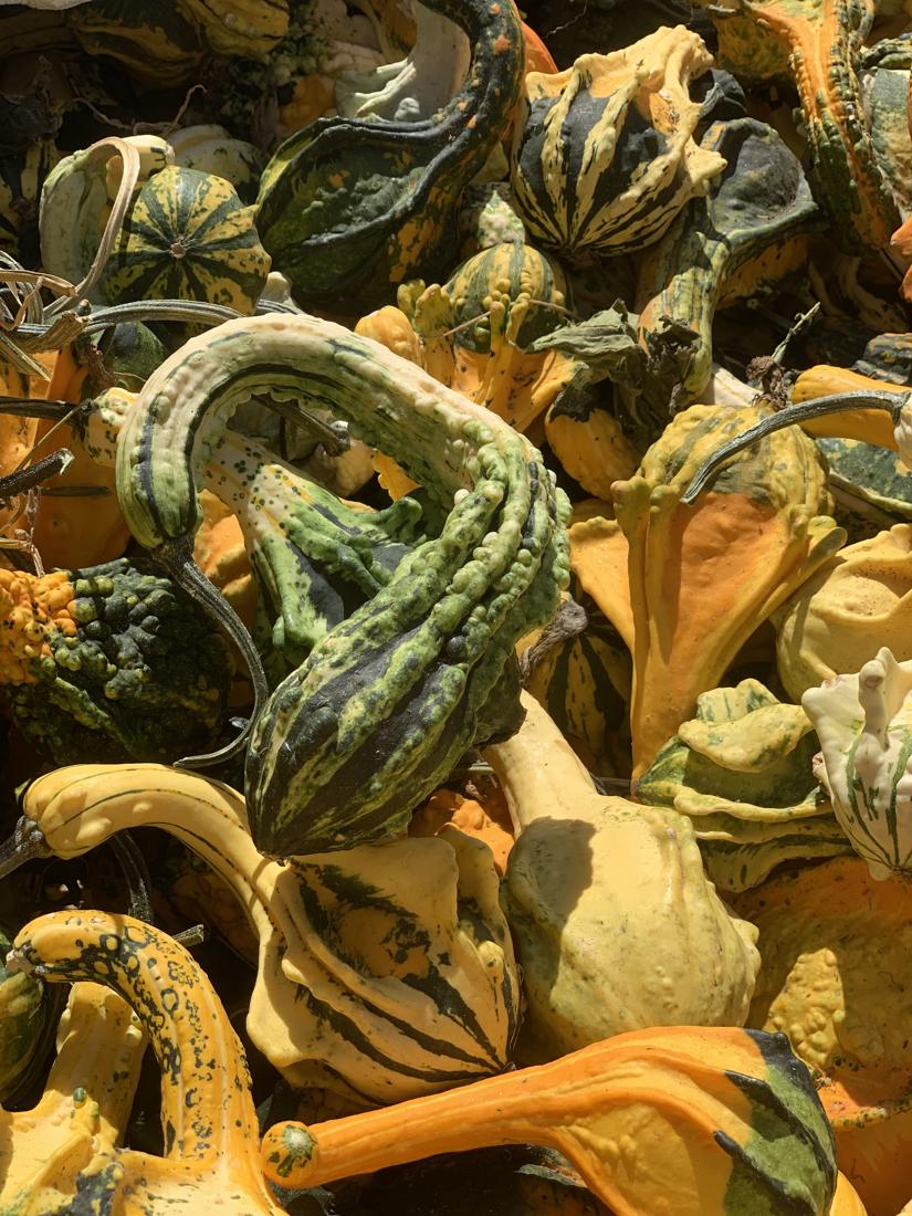 A heap of twisted green, yellow and orange ornamental gourds