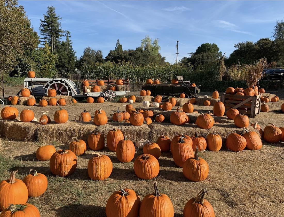 Pumpkins spread across hay bales with antique farm wagons and a corn field behind