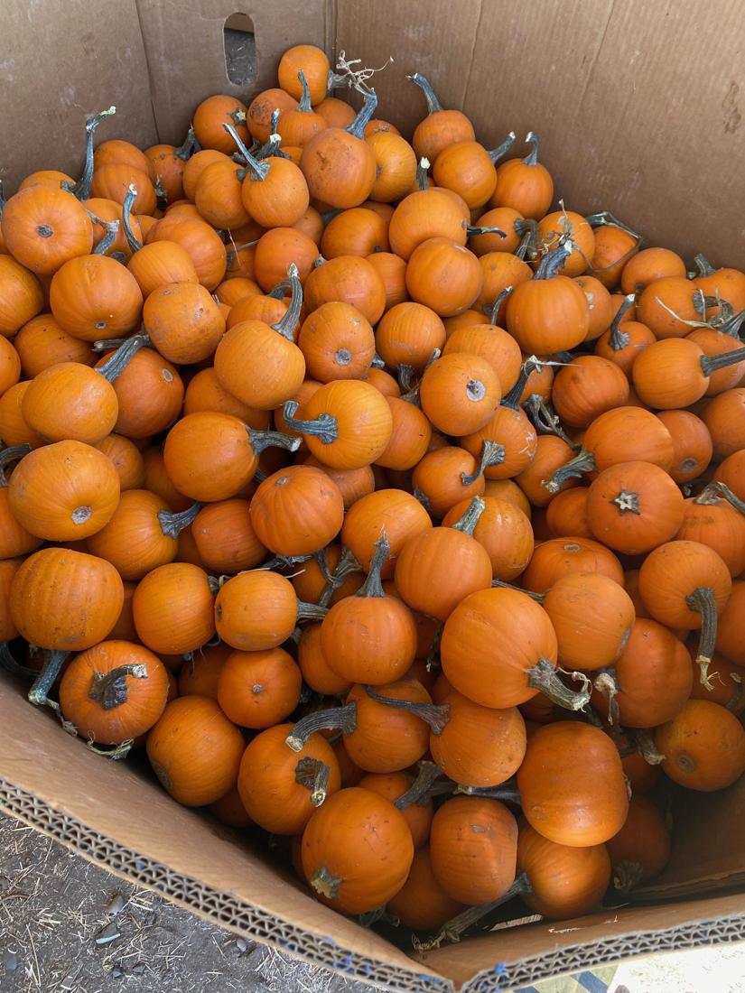 A cardboard bin overflowing with small orange pumpkins