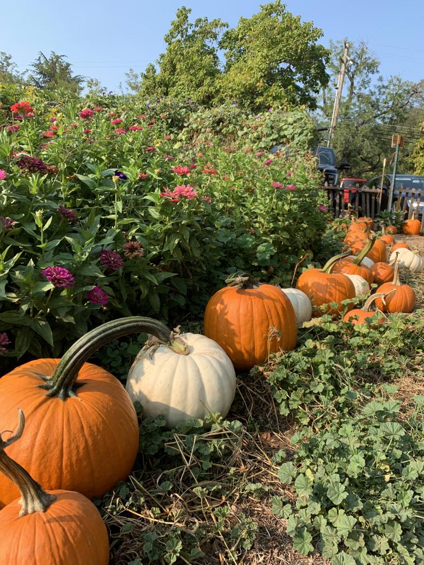 Orange and white pumpkins lined up along a bed of pink and red zinnias
