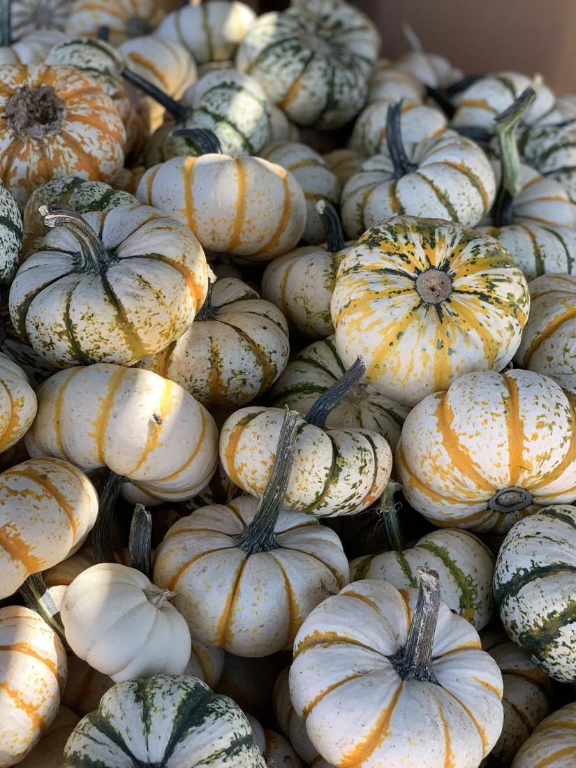 A pile of small white pumpkins striped in orange and green