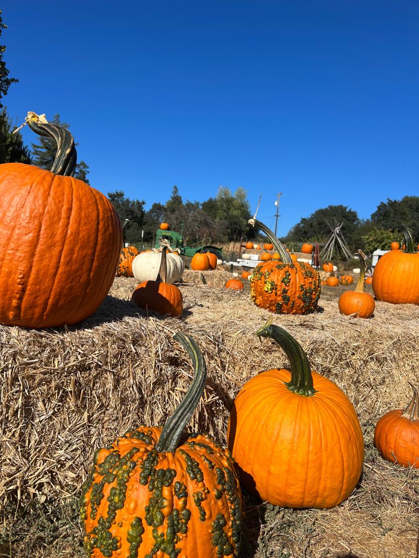 Bumpy, warty orange and green pumpkins on hay bales with a green tractor in the background