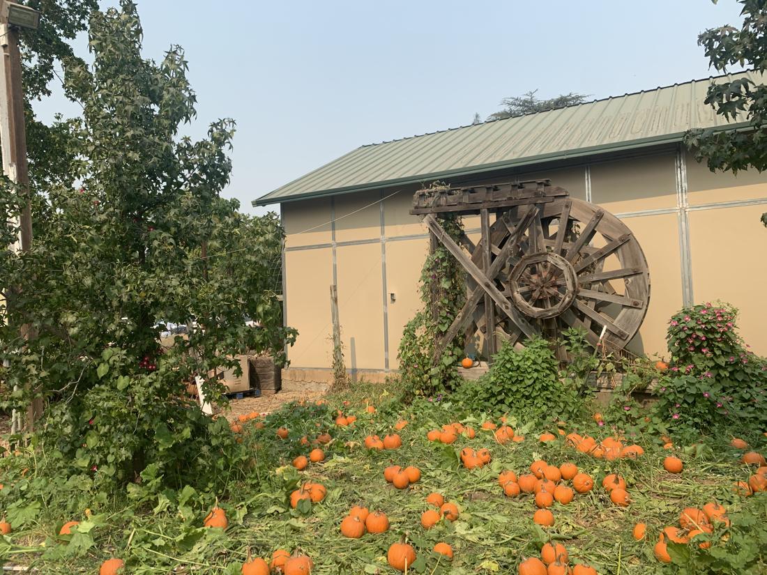The old wooden water wheel beside the barn, surrounded by pumpkins and morning glories